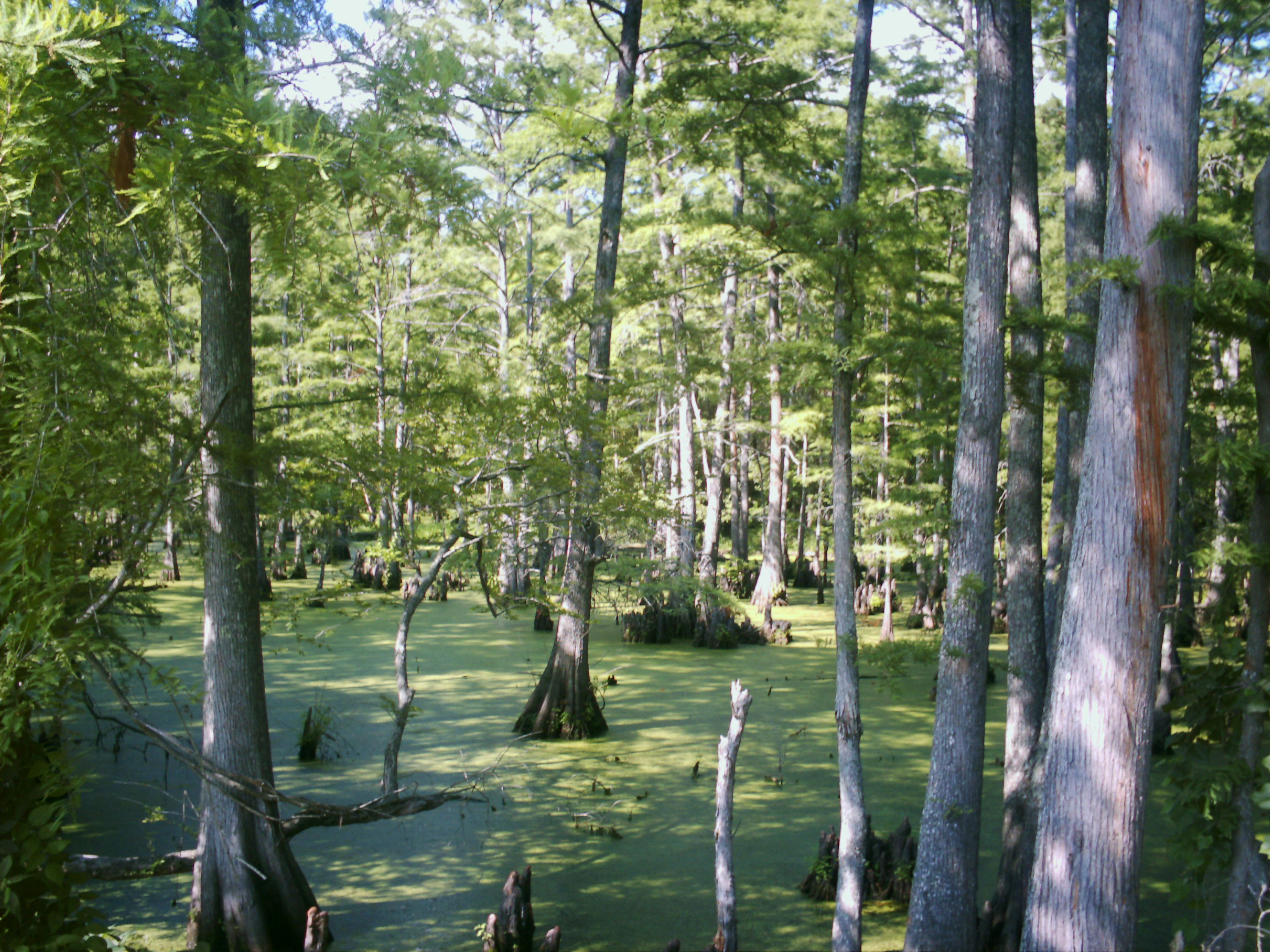 Big Cypress Bayou, Jefferson