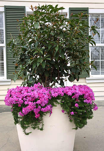 House of the Seasons - Image 2